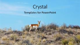  Presentation with utah - Audience pleasing PPT layouts consisting of fastest - pronghorn antelope in american prairie backdrop and a light blue colored foreground