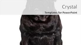  Presentation with fat - Theme enhanced with fat-and-old-pug-isolated background and a white colored foreground