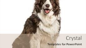  Presentation with fat - Presentation theme consisting of fat border collie 6 years old sitting against white background background and a coral colored foreground