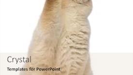  Presentation with eighteenth century british history or jane austen - Colorful slide deck enhanced with fat british shorthair 2 5 years old sitting looking up and reaching in front of white background backdrop and a soft green colored foreground