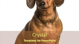  Presentation with dachshund - Cool new theme with fat dachshund sitting against white background backdrop and a red colored foreground