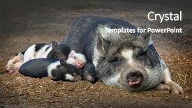  Presentation with amur leopard sleeping - Theme having fat kid fat adult - close up on a piglet background and a dark gray colored foreground