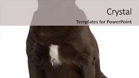  Presentation with fat - PPT theme with fat labrador retriever 7 years old sitting in front of white background background and a light gray colored foreground