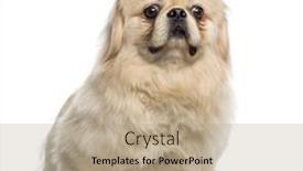  Presentation with fat - 