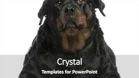  Presentation with 4 years old children and doctor - Slide set featuring fat rottweiler 3 years old background and a dark gray colored foreground