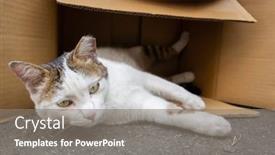  Presentation with fat - Slides enhanced with fat-stray-cat-play background and a gray colored foreground