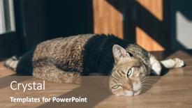  Presentation with fat - PPT theme having fat tabby cat sleep on the table indoor background and a coral colored foreground