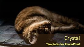  Presentation with fat - Slides with fat-tabby-domestic-cat-sleep background and a tawny brown colored foreground