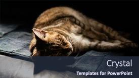  Presentation with fat - Amazing presentation theme having fat-tabby-domestic-cat-sleep backdrop and a tawny brown colored foreground