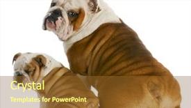  Presentation with catholic father son hoyly spirit - Colorful presentation theme enhanced with father and son - english bulldog backdrop and a  colored foreground