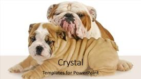  Presentation with father son and looking - Slides having father and son dogs - two background and a coral colored foreground