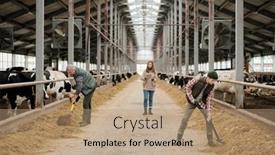  Presentation with cattle - Amazing presentation theme having father-and-son-in-workwear backdrop and a coral colored foreground