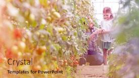  Presentation with tomato - Colorful presentation design enhanced with father giving organic tomato to daughter at farm backdrop and a yellow colored foreground