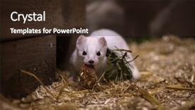  Presentation with zoo - Beautiful slides featuring fauna exotica - cute white weasel at small backdrop and a  colored foreground