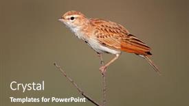  Presentation with south africa - Presentation theme enhanced with fawn-colored-lark-mirafra-africanoides background and a violet colored foreground
