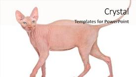  Presentation with old - Theme having fea - sphynx 4 years old background and a sky blue colored foreground