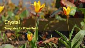  Presentation with plants - Amazing presentation having feaness - few flowers and plants backdrop and a  colored foreground