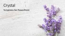  Presentation with lavender - Colorful PPT layouts enhanced with feaness - few sprigs of lavender backdrop and a white colored foreground