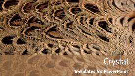  Presentation with golden - Colorful PPT theme enhanced with chinese pheasant' chrysolophus pictus feather backdrop and a  colored foreground