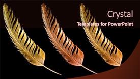  Presentation with feather pen - Beautiful PPT layouts featuring feather is covered with gold paint close-up pen for calligraphy golden feather backdrop and a wine colored foreground