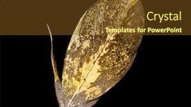  Presentation with feather pen - PPT theme having feather-is-covered-with-gold background and a tawny brown colored foreground