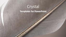  Presentation with feather - Presentation consisting of feather-of-a-bird-closeup background and a gray colored foreground