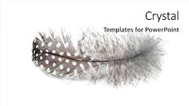  Presentation with history feather - Slide deck featuring feather on a white background background and a  colored foreground