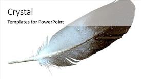  Presentation with eagle - Slide deck enhanced with feather on white background background and a white colored foreground