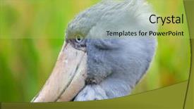  Presentation with feather papyrus - Cool new presentation theme with male hand isolated on a white background backdrop and a lemonade colored foreground