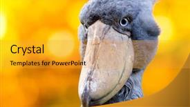  Presentation with feather papyrus - Amazing PPT theme having gavel - law legal concept backdrop and a white colored foreground