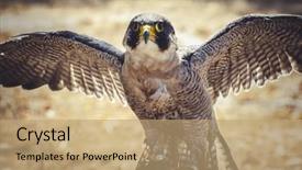  Presentation with peregrine falcon - Beautiful presentation theme featuring feather peregrine falcon with open backdrop and a coral colored foreground