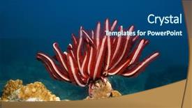  Presentation with biology - Slide deck featuring feather star and coral background and a ocean colored foreground