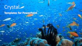  Presentation with tropical reef fish - Audience pleasing PPT theme consisting of feather star and fish on a tropical coral reef backdrop and a teal colored foreground
