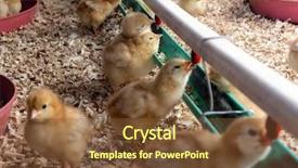  Presentation with feather - Beautiful slides featuring feather touch - chicken backdrop and a tawny brown colored foreground