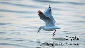  Presentation with seagull - Slide deck with feather touch - seagull is flying background and a light blue colored foreground