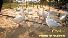  Presentation with feathered - Cool new presentation design with feathered-animals-in-a-coop backdrop and a tawny brown colored foreground