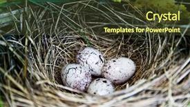  Presentation with feathered - Audience pleasing presentation consisting of feathered nest with quail eggs backdrop and a tawny brown colored foreground