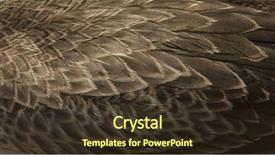  Presentation with eagle - Slide set enhanced with feathers background image background and a tawny brown colored foreground