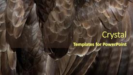  Presentation with sage feathers - Presentation theme with feathers-detail-macro-of-common background and a tawny brown colored foreground
