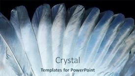  Presentation with feather - Theme featuring feathers-of-a-pigeon-close background and a sky blue colored foreground
