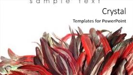  Presentation with feather - Theme with feathers background and a white colored foreground