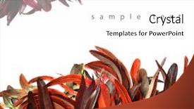  Presentation with peacock feather - Cool new slide set with feathers backdrop and a white colored foreground