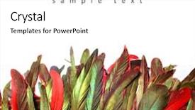  Presentation with indian feathers - Presentation theme with feathers background and a white colored foreground
