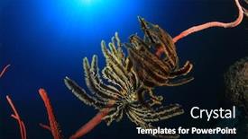  Presentation with coral - Colorful slide deck enhanced with featherstars on underwater coral backdrop and a black colored foreground