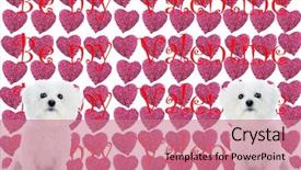  Presentation with pink roses - Presentation enhanced with 14th feb - twin purebred bichon frise's sits background and a coral colored foreground