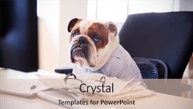  Presentation with british - Cool new presentation design with fed - british bulldog dressed as businessman backdrop and a lemonade colored foreground