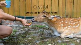  Presentation with pasture - Presentation having feed-deer-in-the-pasture background and a gold colored foreground