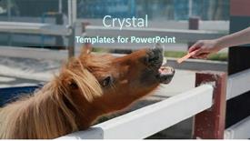  Presentation with horse - PPT layouts featuring feed-horse-in-the-farm background and a ocean colored foreground