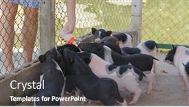  Presentation with pig farm - Colorful presentation design enhanced with feed-little-pig-at-farm backdrop and a dark gray colored foreground