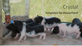  Presentation with pig farm - Presentation design consisting of feed-little-pig-at-farm background and a mint green colored foreground